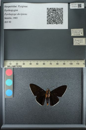 Media type: image;   Entomology 186229